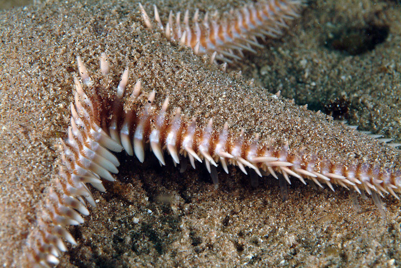 Astropecten platyacanthus (Philippi, 1837)
